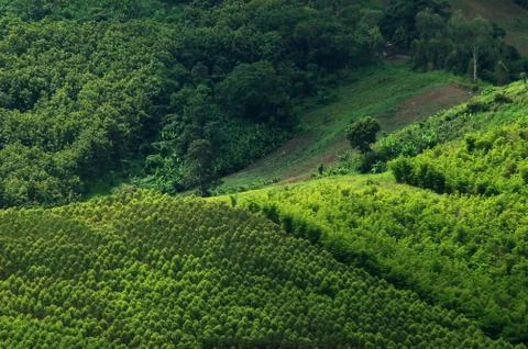 Green forest Stock Photos