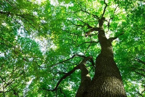Green forest Stock-Fotos