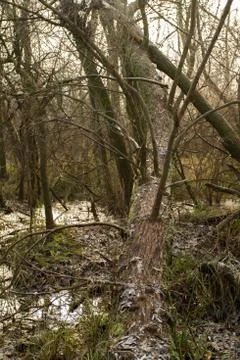 Green forest Stock Photos