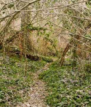 Green forest Stock Photos