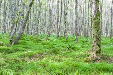 Green forest Stock Photos