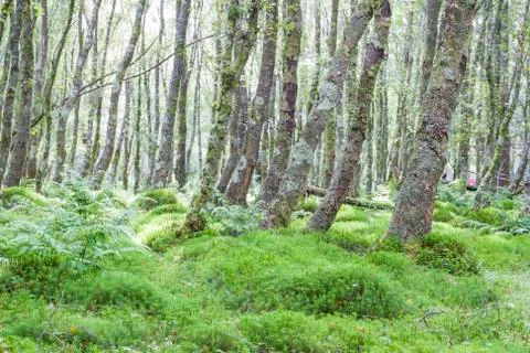 Green forest Stock Photos