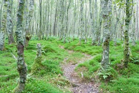 Green forest Stock Photos