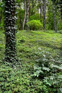 Green forest Stock Photos