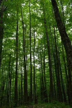 Green forest Foto stock