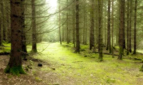 Green forest Stock Photos