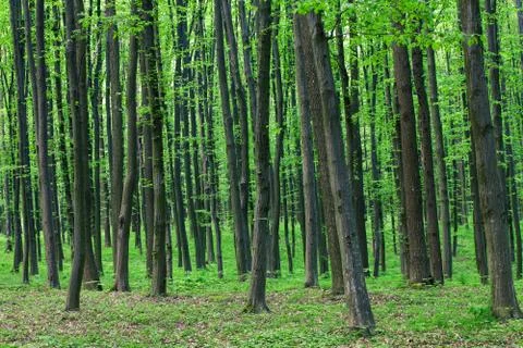 Green forest Stock Photos