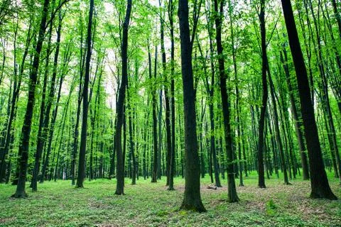 Green forest Stock Photos