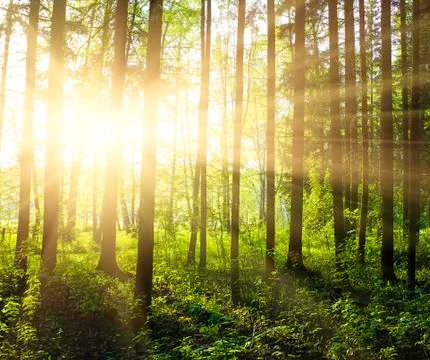 Green forest Stock Photos