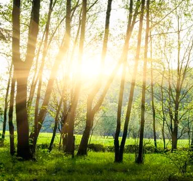 Green forest Stock Photos