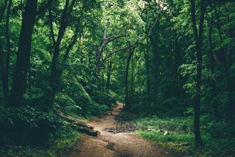 GREEN FOREST Stock Photos