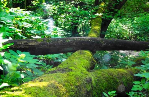 Green forest Stock Photos