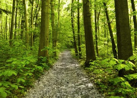Green forest Stock Photos