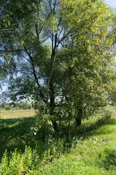 Green Forest Foto stock