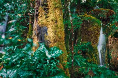 Green forest Stock Photos
