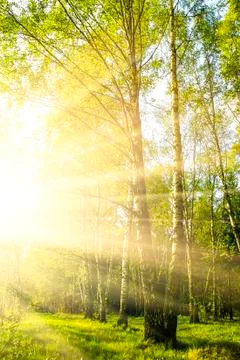 Green forest Stock Photos