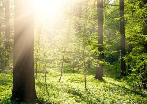 Green forest Stock Photos