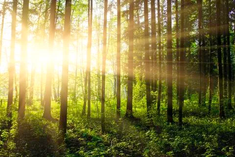 Green forest Stock Photos