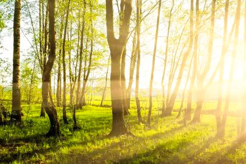 Green forest Stock Photos