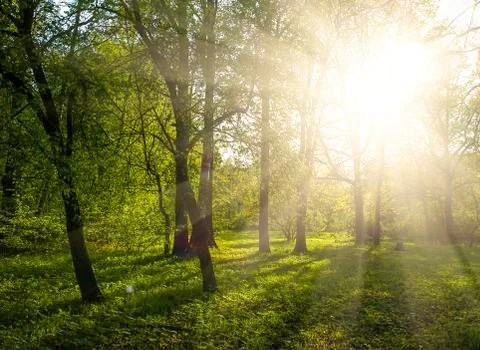 Green forest Stock Photos