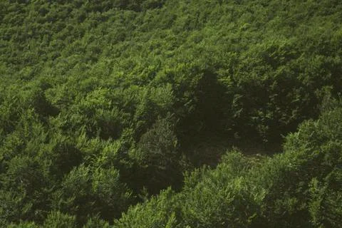 Green Forest Stock Photos