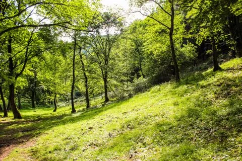 Green Forest Foto stock