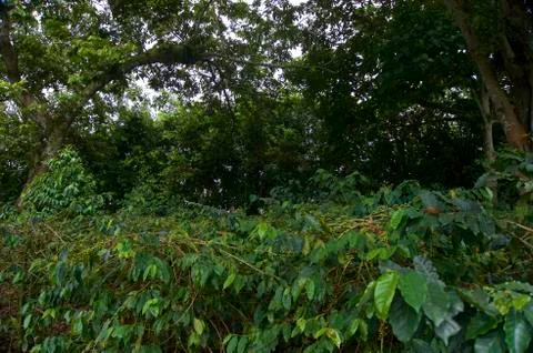Green Forest Stockfoto's