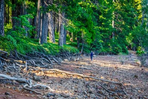 Green Forest Photos