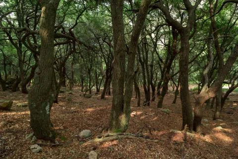 Green forest Stock Photos