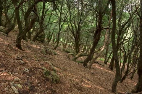 Green forest Stock Photos