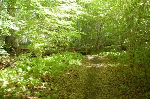 Green Forest Stock Photos