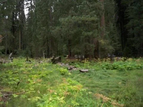The Green Forest Stock Photos