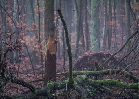 Green forest Stockfoto's