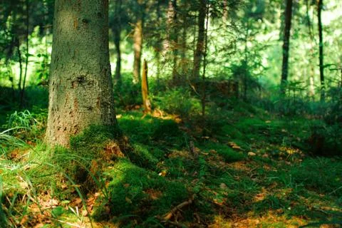 Green forest Foto stock