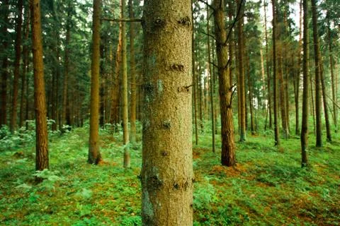 Green forest Foto stock