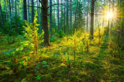 Green forest Foto stock