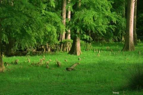 A green forest Stock Photos