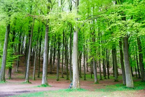 Green forest Stock-Fotos