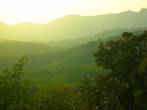 A green forest Stock Photos