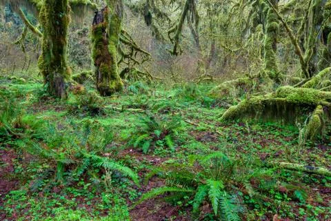 Green forest Stock Photos