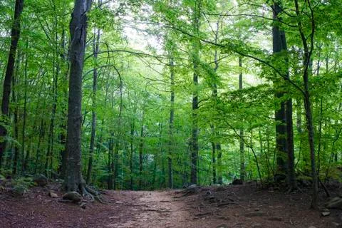 Green forest Stock Photos