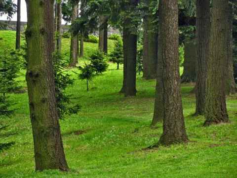 Green forest Stock Photos