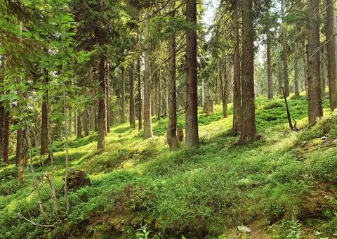 Green forest Fotos Stock
