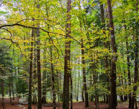 Green forest Foto stock