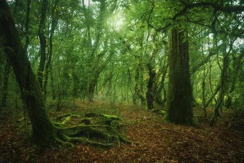 Green forest Stock Photos