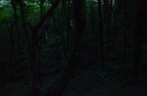 Green forest Stock Photos