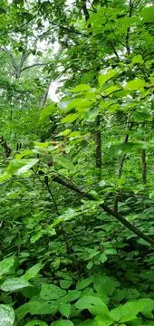 Green Forest Stock Photos