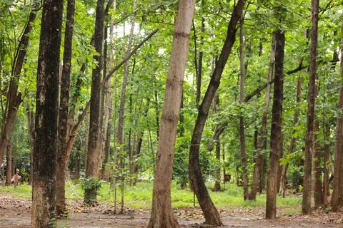 Green forest Stock Photos