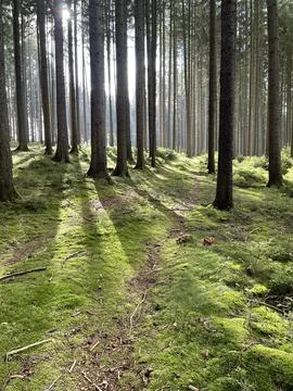 Green forest 写真素材
