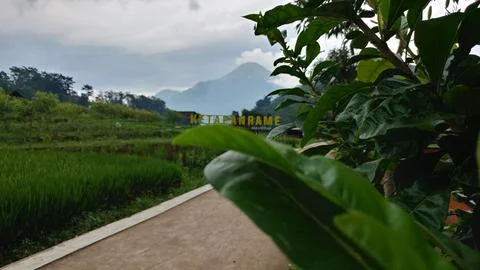 Green forest Stock Photos